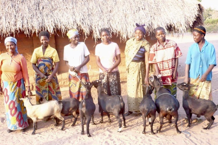 A group of people standing next to some goats.