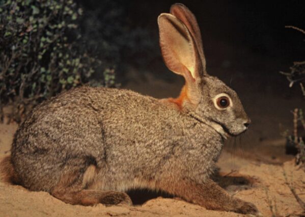 A rabbit sitting on the ground in front of bushes.